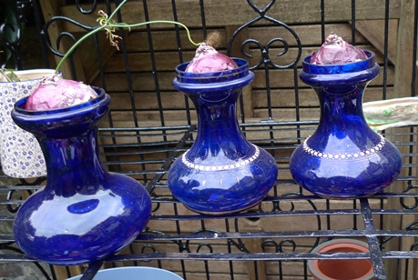 hyacinth vases Bloms Blue Eyes hyacinth bulbs