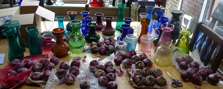 hyacinth vases and bulbs