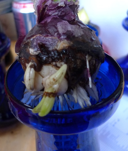 hyacinth bulb with bulblets in hyacinth vase