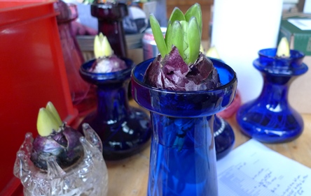 hyacinth bulb with bulblet in hyacinth vase