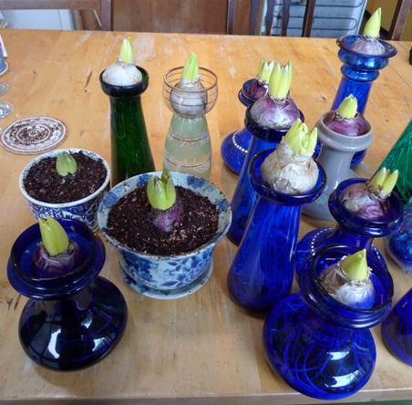 forced hyacinth bulbs