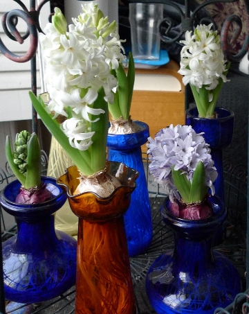 forced hyacinths day after Christmas