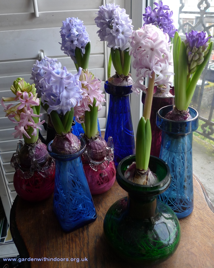 forced hyacinths in bloom in hyacinth vases