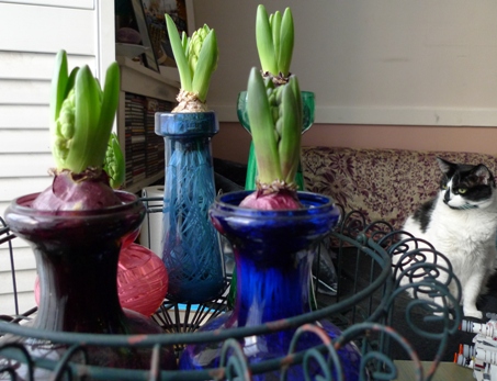 forced hyacinths day after Christmas