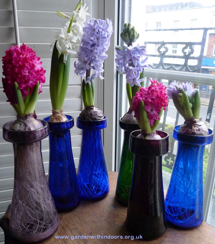forced hyacinths in antique vases
