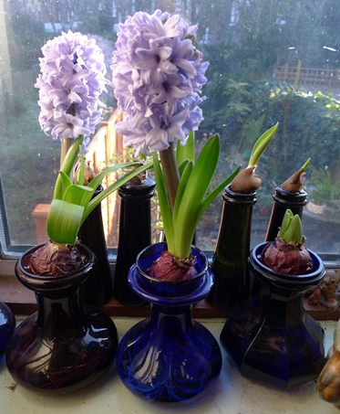 Delft Blue forced hyacinths in vases