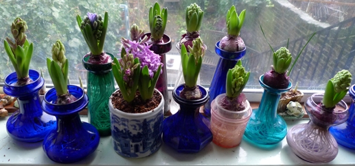 hyacinths for Christmas