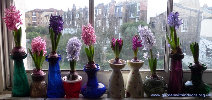 forced hyacinth bulbs blooming in hyacinth vases