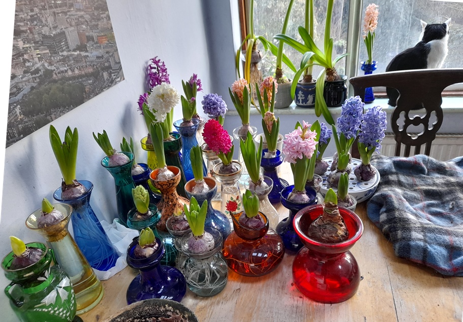 forced hyacinths in hyacinth vases and bulb bowl