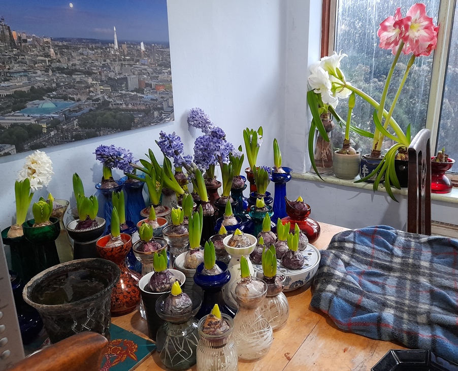 forced hyacinths in hyacinth vases amaryllis Minerva white Amadeus