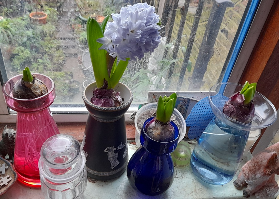 forced hyacinths in bud