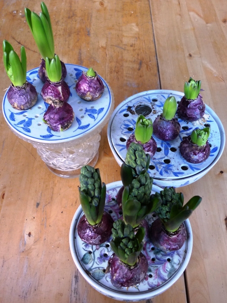 hyacinths in bulb bowls
