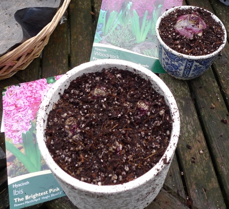 hyacinth bulbs in pots