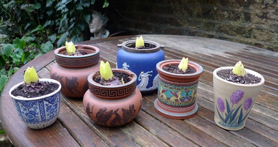 pots with forced hyacinth bulbs ready to come out of the dark