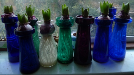 hyacinths in tall vases week out of cellar