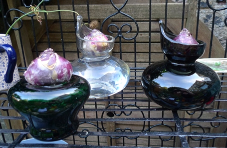 hyacinth vases with hyacinth bulbs