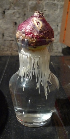 hyacinth bulb in glass vase