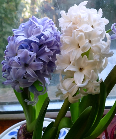 last hyacinths indoors