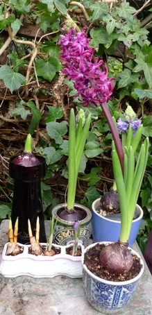 late hyacinths