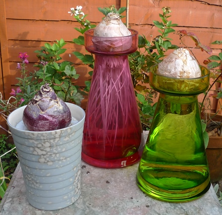glassroots hyacinth vases