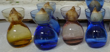muscari bulbs and crocus vases