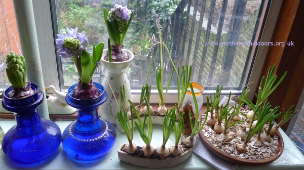 forcing muscari indoors
