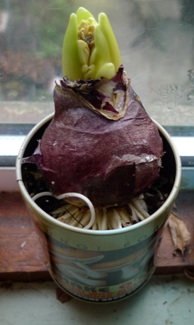hyacinth bulb in tin