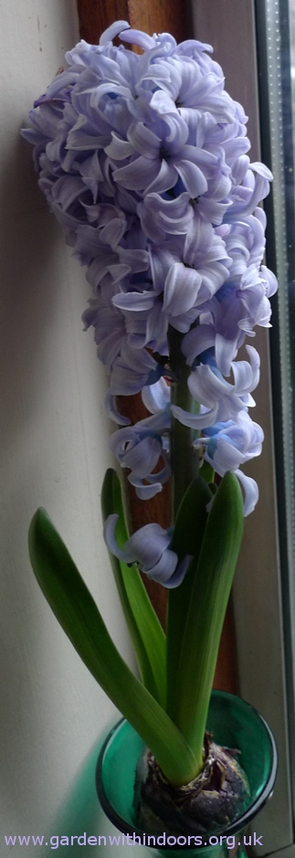 Delft Blue forced hyacinth