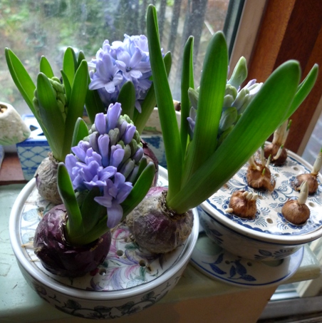 Delft Blue hyacinths in Past Times bulb bowl
