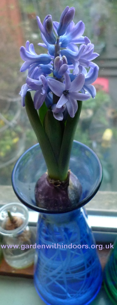 forced hyacinth