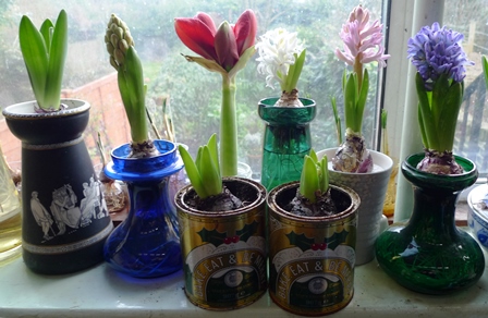 hyacinth forcing vases