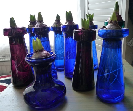 hyacinth bulbs in hyacinth vases