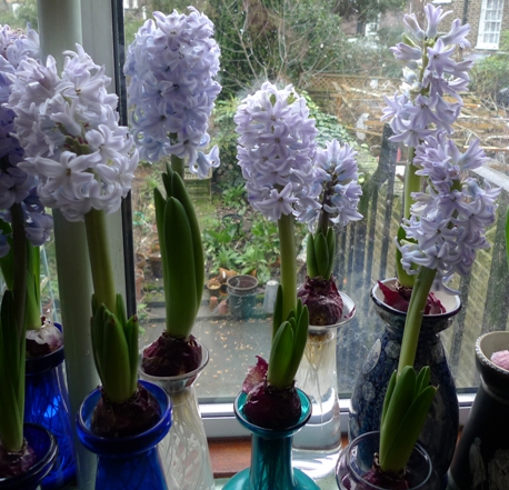 forced Sky Jacket hyacinths in vases