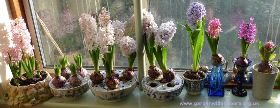 forced hyacinths in vases and bulb bowls
