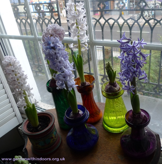 forced hyacinths in bloom in hyacinth vases