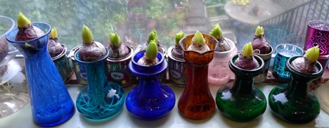 forced hyacinth bulbs