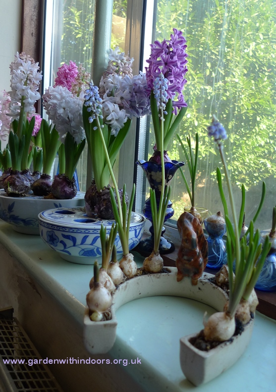 shorter and son squirrel horseshoe trough with forced muscari bulbs
