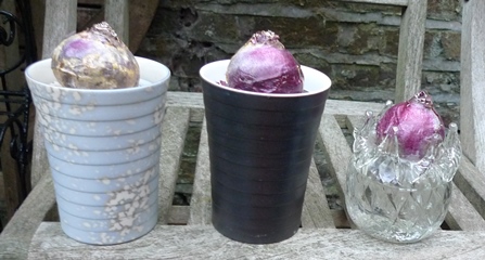 Hornsea bulb pots with hyacinth bulbs