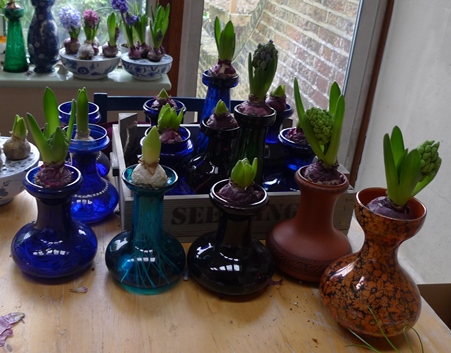 forced hyacinths in vases
