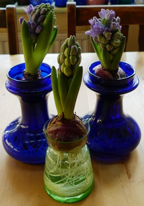 three Delft Blue hyacinths