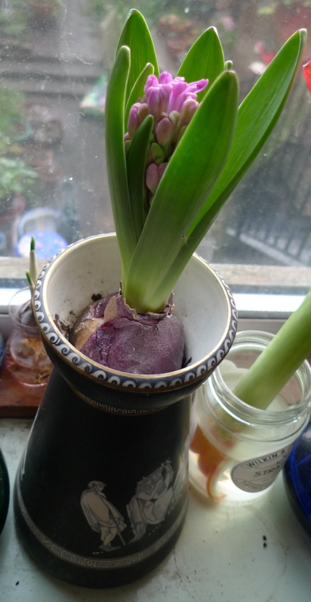 hyacinth in prattware vase