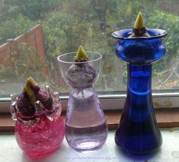 forced hyacinth bulbs vases