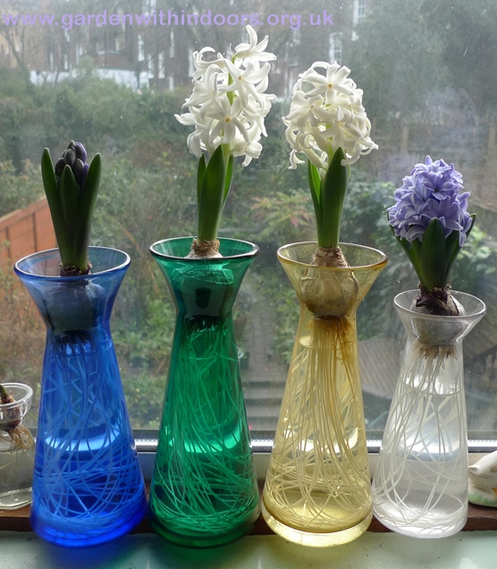 x-shape hyacinth vases with blooms
