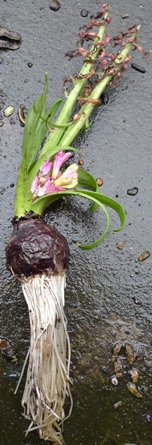 hyacinth with 3rd stem