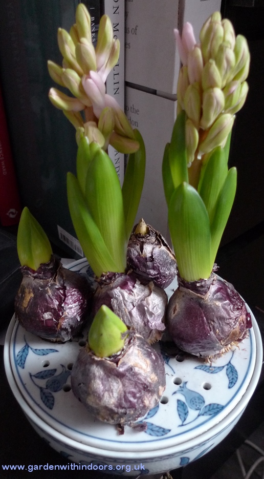 Ann Mary hyacinths in bulb bowl