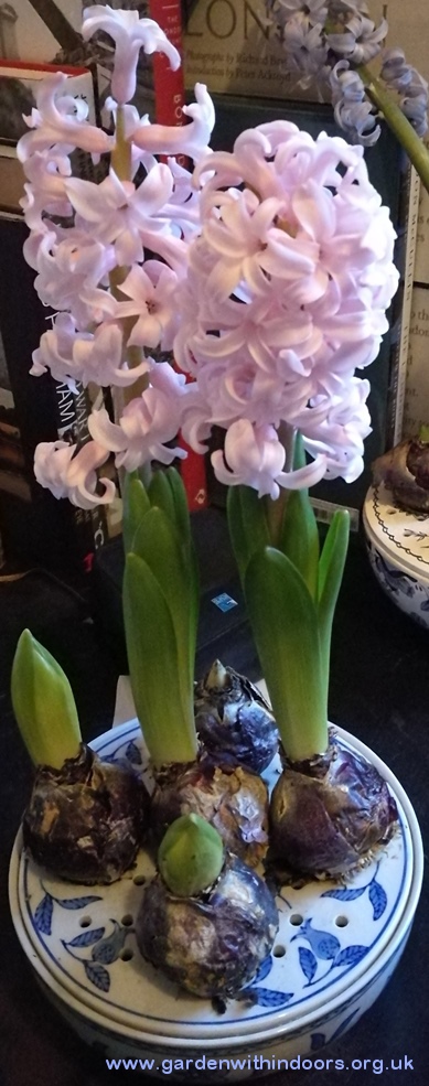 Ann Mary hyacinths in bulb bowl