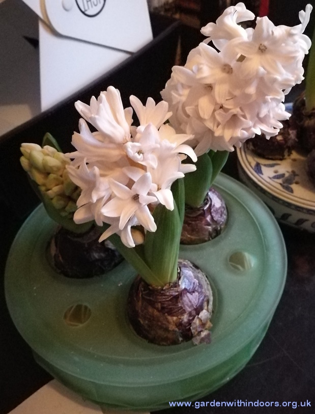 Apricot Passion hyacinths in Davidson bulb bowl