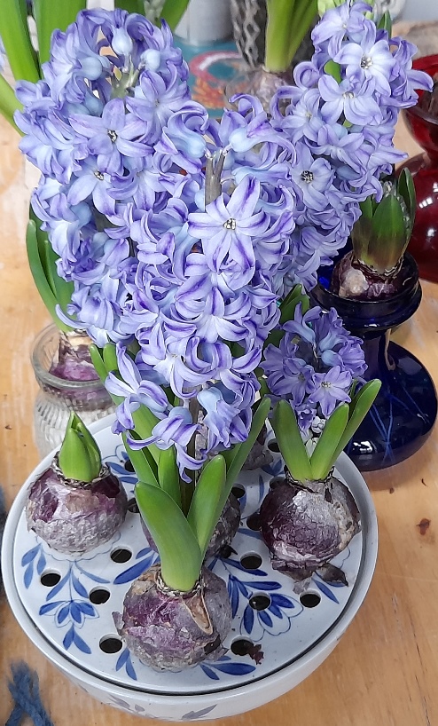 Aqua hyacinths in bulb bowl