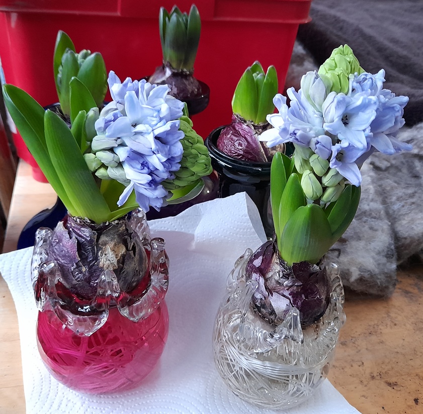 Blue Eyes hyacinhts