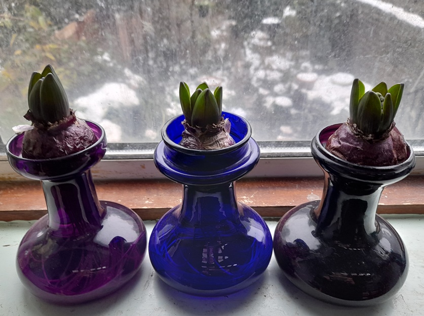 Blue Eyes hyacinths in hyacinth vases